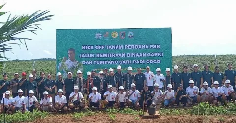 Kementan Sebut 3 Provinsi dengan Realisasi Tinggi Tumpang Sisip Padi Gogo di Lahan Sawit