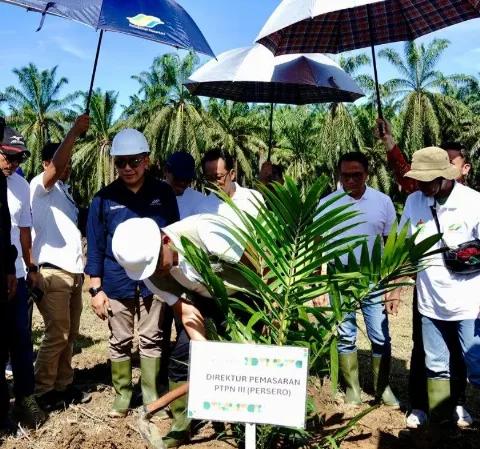 PTPN IV PalmCo Cetak Rekor Tanam Ulang Tercepat Nasional