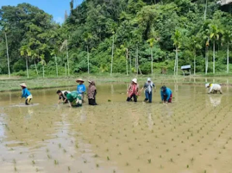 Kementerian Pertanian Mempercepat Rehabilitasi Lahan Pertanian Terdampak Bencana di Sumatera Barat