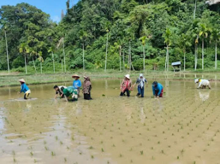 Kementerian Pertanian Mempercepat Rehabilitasi Lahan Pertanian Terdampak Bencana di Sumatera Barat