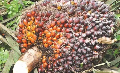 Harga Kelapa Sawit Mitra Plasma Periode 26 Februari – 4 Maret 2025 Rp 3.683,33/Kg
