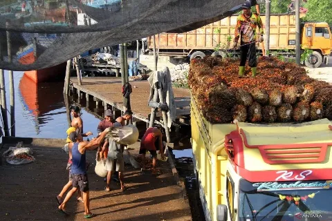 TBS Sawit Riau Periode 26 Juni - 2 Juli 2024 Dihargai Rp2.983,06