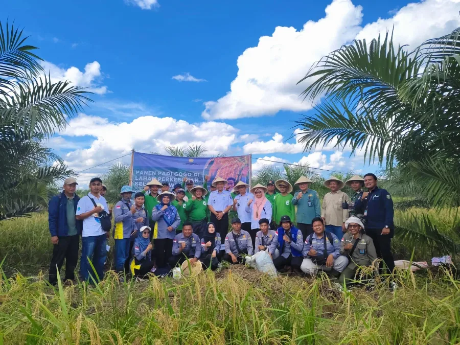 Petani Ogan Komering Ilir Panen Padi Gogo di Lahan Sawit
