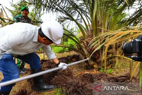 Panen Perdana PT Perkebunan Nusantara VI Regional III Pada Usia Tanam 30 Bulan di Atas Standar Nasional