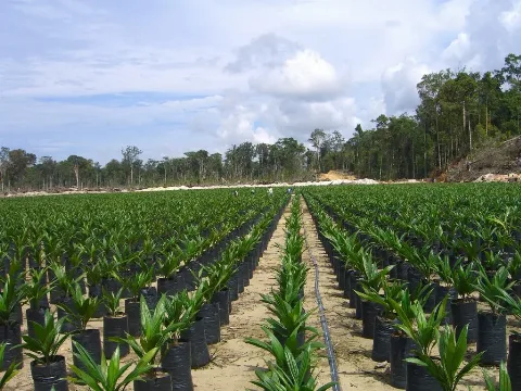 PTPN IV PalmCo Mempercepat Program PSR di Provinsi Riau, Dukung Implementasi Program B50