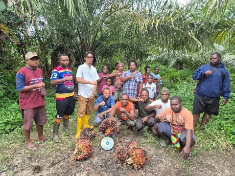 Tak Punya Pabrik Sawit, Petani Papua Barat Kebingungan Jual Sawit  dari Kebun PSR