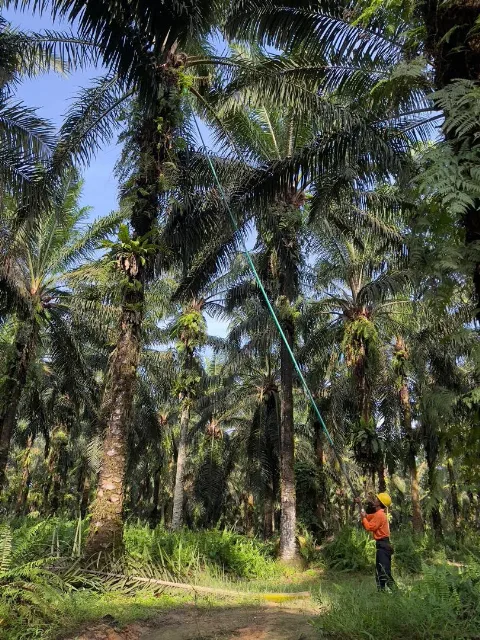 Panen Lebih Praktis Produktivitas Lebih Tinggi