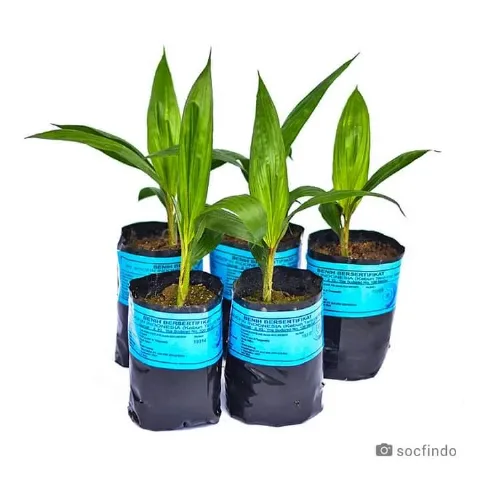 Socfindo Tampilkan Benih Sawit Ungguldan Jasa Laboratorium di SIEXPO 2024