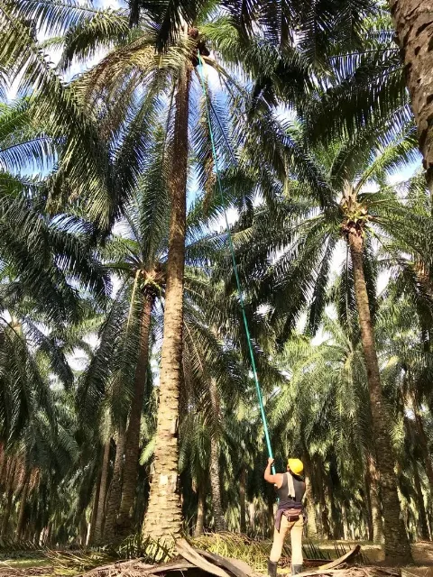 Tidak Semua Mikoriza MycoVir