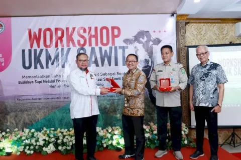 Petani Sawit di Sumsel Mengembangkan Budidaya Sapi Sawit
