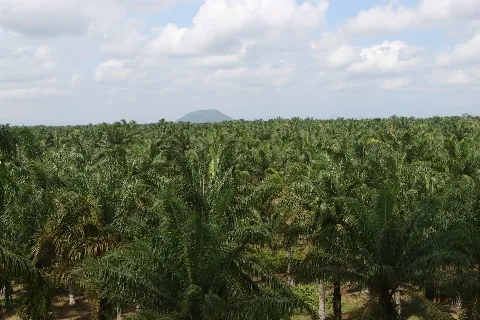 New Study: Negating Palm Oil Will Only Worsen Problems