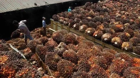 Periode Maret 2025 Harga Referensi CPO Menguat
