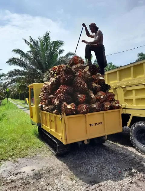 Tigon Dukung Mekanisasi Panen Sawit