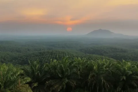 Anggota Komisi IV DPR: Kebijakan Pemerintah Punya Andil Terhadap Persoalan Kawasan Hutan dan Sawit