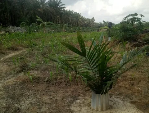 Ada Potensi Lahan 1 Juta Ha Pertahun untuk Tanaman Pangan di Lahan Sawit
