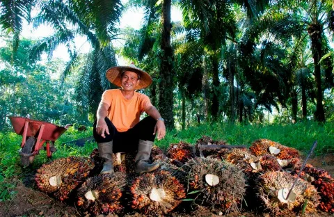 PTPN IV PalmCo Tetap Berkomitmen Jaga Serapan TBS Petani Sawit Sesuai Aturan