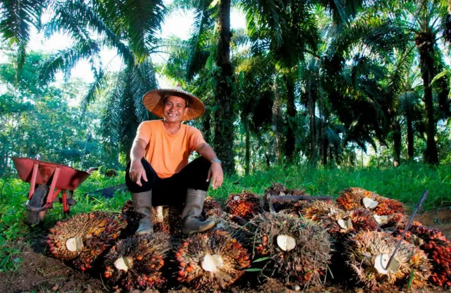 PTPN IV PalmCo Tetap Berkomitmen Jaga Serapan TBS Petani Sawit Sesuai Aturan