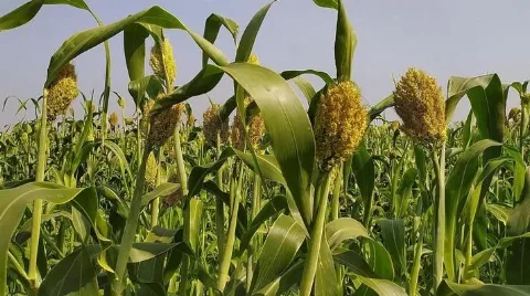 700 Ribu Hektare Sorgum Untuk Pengembangan Industri Bioetanol