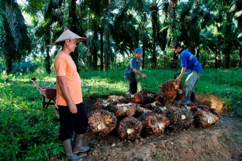 Kementan Akan Berikan Sanksi Terhadap 139 PKS Diduga Membeli TBS di Bawah Harga