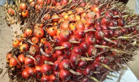 Harga CPO Melemah, Namun Secara Bulanan CPO Masih Mencatat Kenaikan 2,11 Persen
