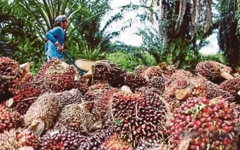 Kebutuhan Biodiesel Naik, Konsumsi Sawit Domestik Capai 12,99 Juta Ton