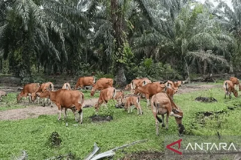 Integrasi Sapi dan Kelapa Sawit Berhasil Mencapai 2.000 Ekor Sapi