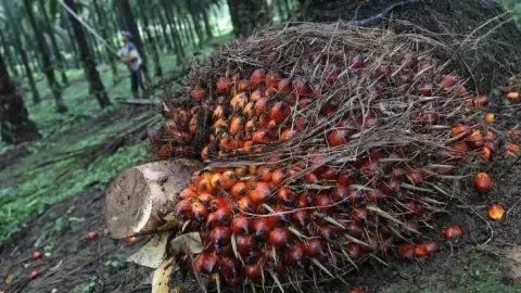 Limbah Cair Sawit dan Alga Dapat Menghasilkan Biofuel Generasi Ketiga