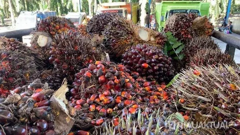 Harga TBS Mitra Plasma Riau untuk periode 26 Agustus - 1 September 2026 Naik 1,58%