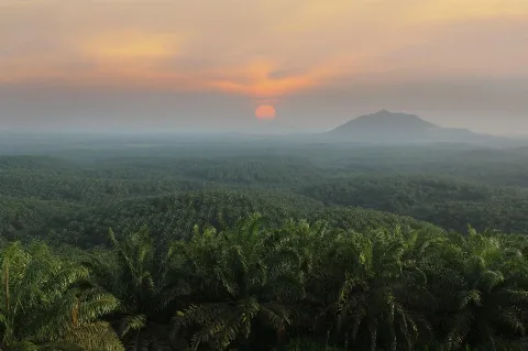 Sawit Memang Bukan Hutan Tapi Memiliki Fungsi Ekologis yang Tidak Boleh Diabaikan