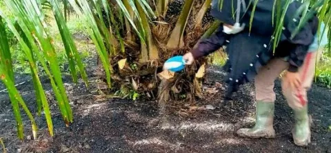 PPN 12% Berlaku Tahun Depan, Pakar: Harga Pupuk dan Pestisida Berpeluang Naik, Petani Terbebani