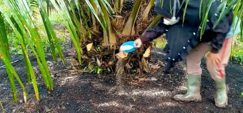 PPN 12% Berlaku Tahun Depan, Pakar: Harga Pupuk dan Pestisida Berpeluang Naik, Petani Terbebani