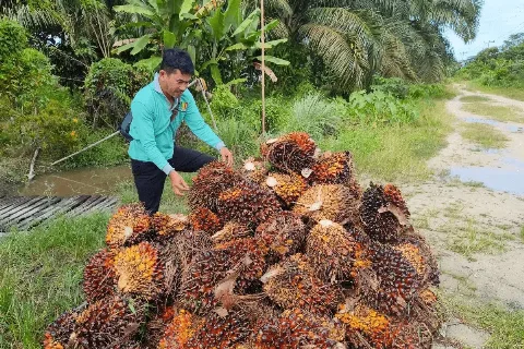 Harga TBS Kalbar Periode IV November 2024 Tembus Rp3.391,15/kg