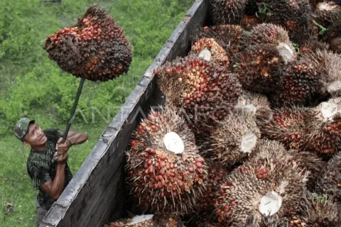 Uni Eropa Secara Resmi Mengakui MSPO Standar Keberlanjutan Sawit Malaysia