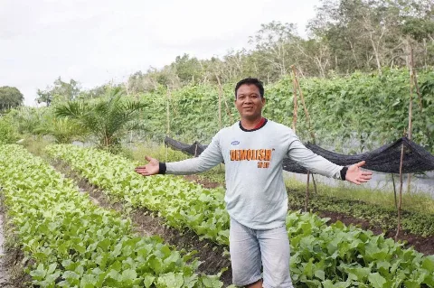 Memanen Hasil Pertanian Regeneratif di Kabupaten Sintang, Kalimantan Barat