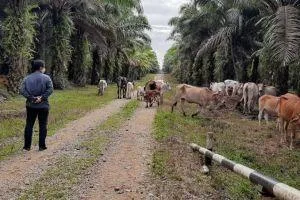 Sapi di Perkebunan Kelapa Sawit Terjangkit PMK