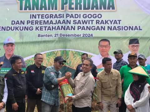 Koperasi Limantaka Integrasikan Padi Gogo  Metode Tumpang Sisip di Lahan PSR 75 Ha