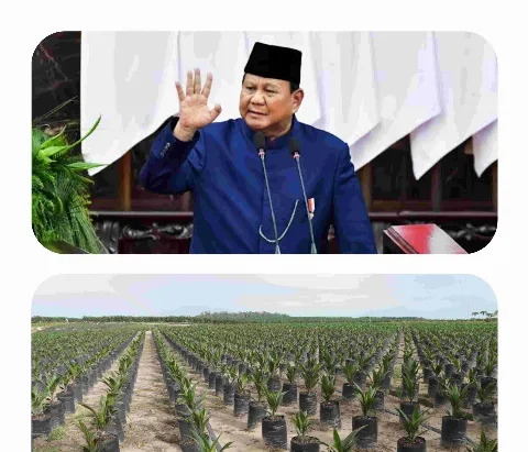 Petani dan Akademisi Sepakat Kebijakan Sawit Prabowo, Dari Perluasan Lahan Sampai Hilirisasi