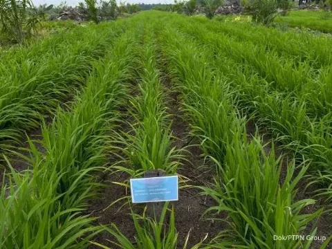 Program Tampan PTPN IV PalmCo Tunjukan Hasil Memuaskan