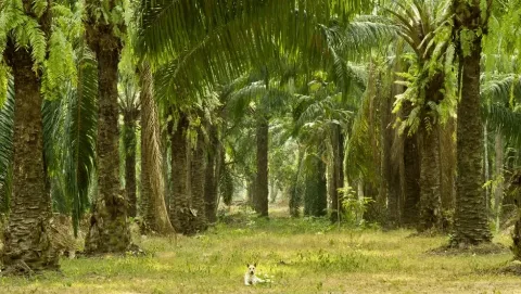 Guru Besar IPB Soroti Denda Sawit Rp25 Juta Sesuai PP 45/2025