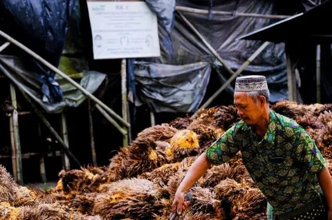 Ide Kreatif,  Bisnis Jamur Merang Sawit  Makin Menjamur