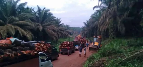 Pencurian TBS Sawit Makin Meningkat di tengah Kenaikan Harga