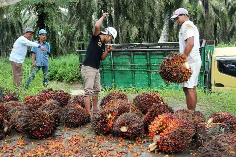 PLN EPI Bidik 200 Pabrik Sawit untuk Pasok Bio-CNG ke Pembangkit