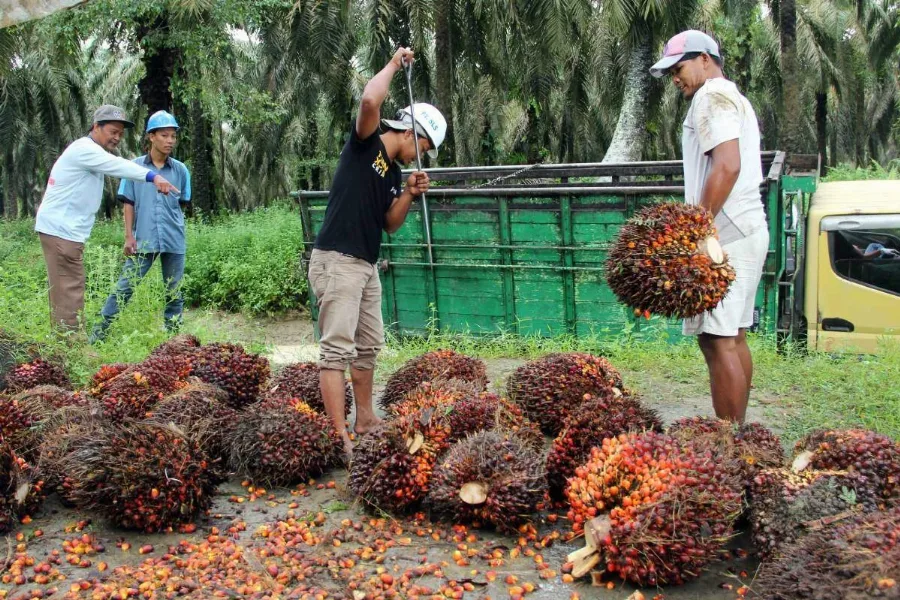 Sulitnya ISPO, Lambatnya PSR Petani