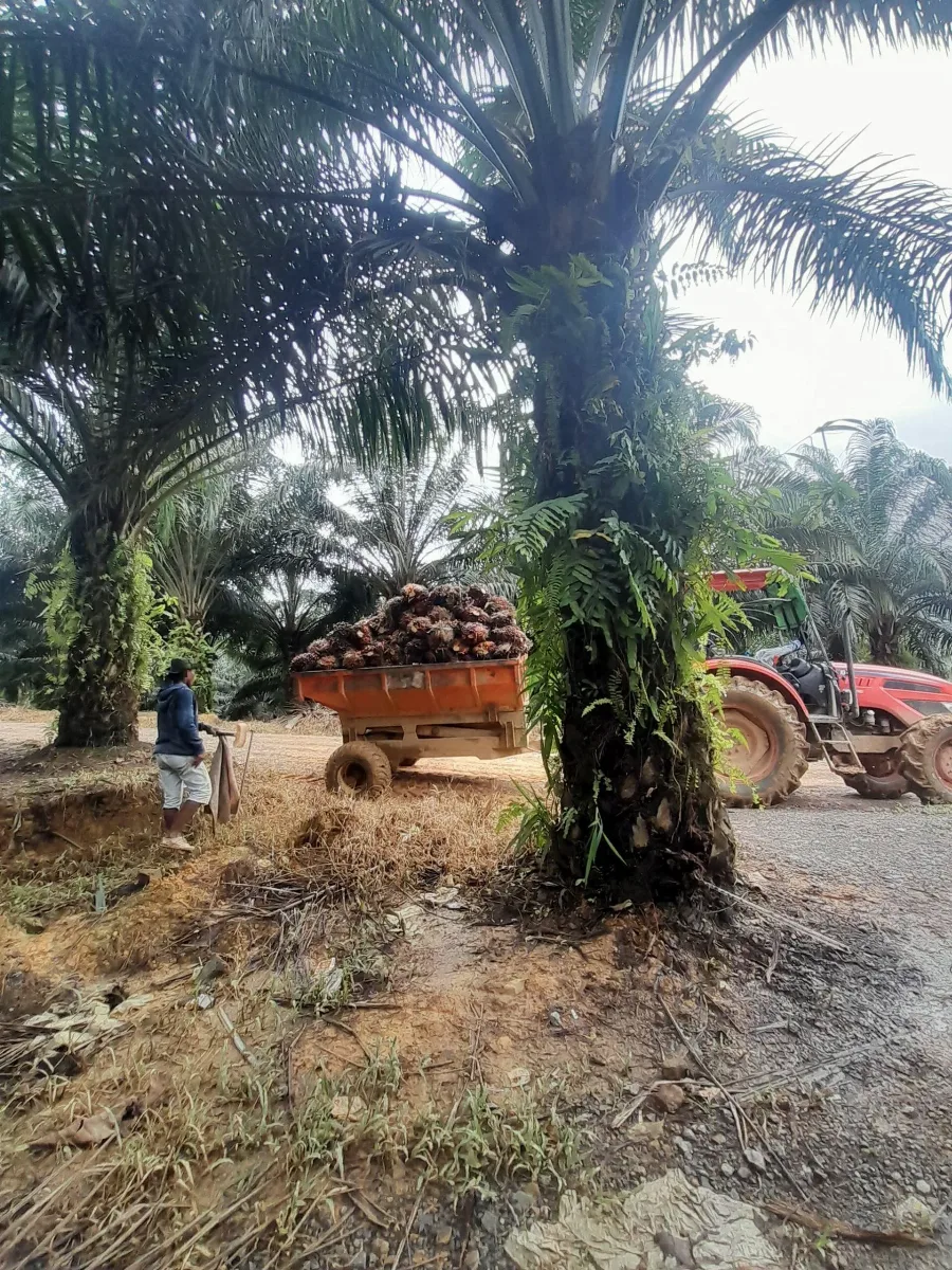 Produktivitas Perkebunan Sawit Rakyat Rendah, Ini Penyebabnya