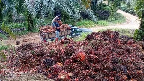 CPO Jadi Alternatif Bahan Baku Plastik Imbas Pengiriman Nafta Capai 50 Hari 