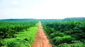 Harmoni biodiversitas di Kebun Sawit
