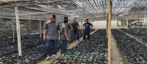 Penghijauan di Sekitar Area Perkebunan Kelapa Sawit