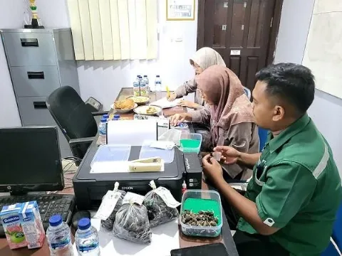 BP3B Provinsi Kalimantan Tengah Melaksanakan Sertifikasi Benih Kelapa Sawit