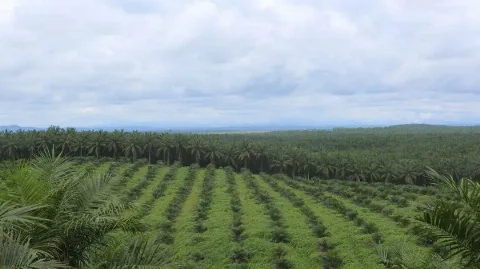 PT Dharma Satya Nusantara Tbk Torehkan Kenaikan Laba Bersih Sebesar 35,6% Pada Tahun 2024