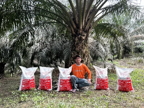 Mengapa Meroke KKB Menjadi Pilihan Utama Pekebun Sawit Sukses?